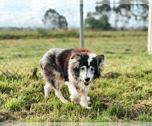 Border Collie-Unknown Mix Dogs for adoption in McKinleyville, CA, USA