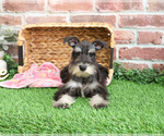 Small Photo #10 Schnauzer (Miniature) Puppy For Sale in SYRACUSE, IN, USA