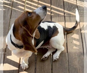 PRISCILLA - Female Basset Hound Dog for Adoption - Photo #3
