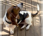 Small Photo #3 Basset Hound Puppy For Sale in Deepwater, NJ, USA
