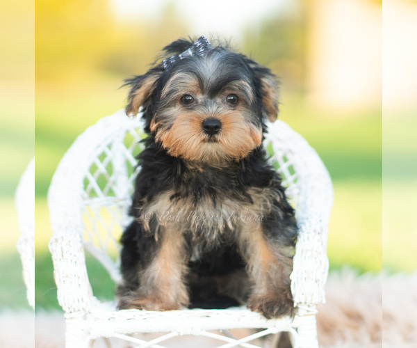 Medium Photo #10 Morkie Puppy For Sale in WARSAW, IN, USA