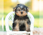Barkley - Male Morkie Puppy for Sale - Photo #10