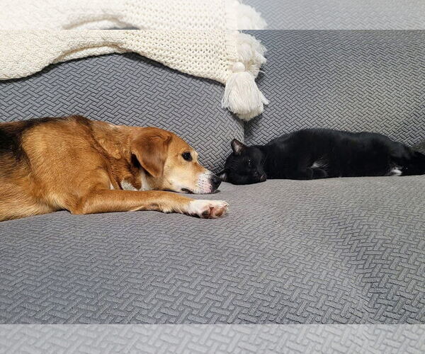 Medium Photo #4 Beagle-Unknown Mix Puppy For Sale in Germantown, OH, USA