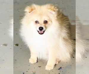 Pomeranian Puppy for sale in DAWSONVILLE, GA, USA