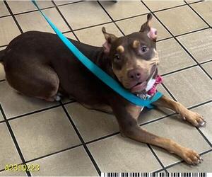 Doberman Pinscher Dogs for adoption in West Palm Beach, FL, USA