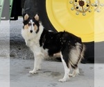 Small Photo #1 Collie Puppy For Sale in FREDERICKSBURG, OH, USA