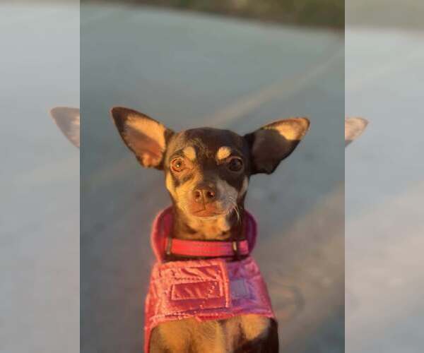 Medium Photo #3 Chihuahua-Unknown Mix Puppy For Sale in Visalia, CA, USA