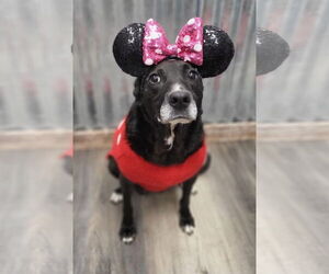 Labrador Retriever-Unknown Mix Dogs for adoption in Germantown, OH, USA