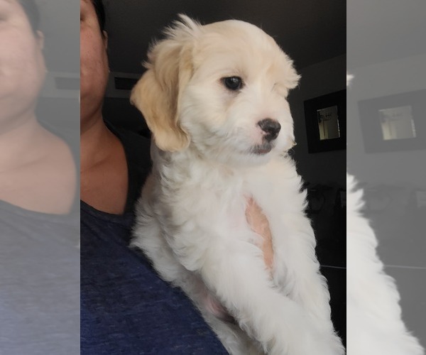 Medium Photo #9 Lhasa Apso Puppy For Sale in PHOENIX, AZ, USA