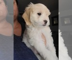 Small #8 Lhasa Apso