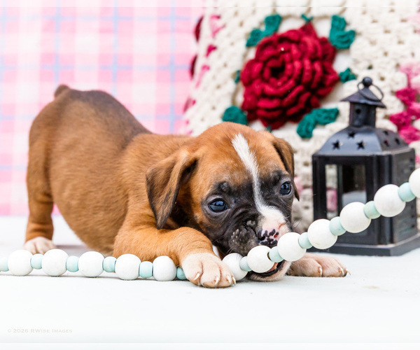 Medium Photo #1 Boxer Puppy For Sale in WAKARUSA, IN, USA