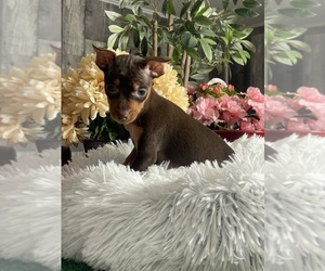 Miniature Pinscher Puppy for sale in CANOGA, NY, USA