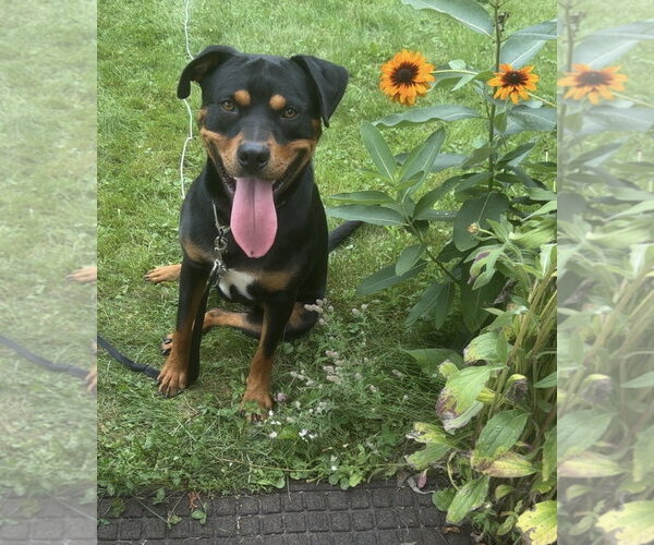 Medium Photo #2 Rottweiler-Unknown Mix Puppy For Sale in Hillsboro, NH, USA