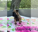 Small #6 Belgian Malinois
