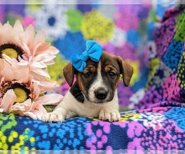 Medium Photo #5 Jack Russell Terrier Puppy For Sale in QUARRYVILLE, PA, USA