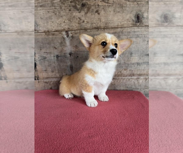 Medium Photo #16 Pembroke Welsh Corgi Puppy For Sale in VERMONTVILLE, MI, USA
