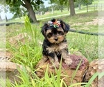 Small #7 Morkie