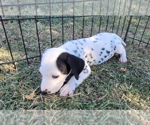Dalmatian Puppy for sale in AUSTIN, TX, USA