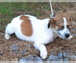 Small #2 Sheprador