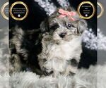Small Photo #33 Maltipoo Puppy For Sale in WARSAW, IN, USA