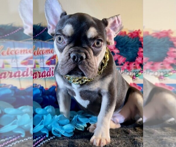Medium Photo #3 French Bulldog Puppy For Sale in HEATHROW, FL, USA