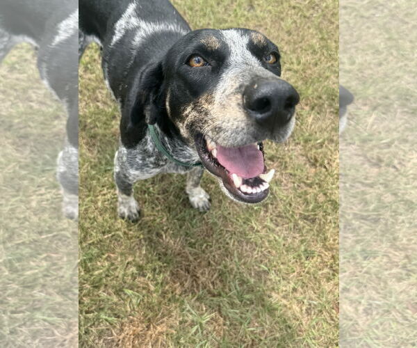 Medium Photo #9 Pointer-Unknown Mix Puppy For Sale in Tarrytown, GA, USA
