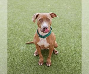 Mutt Dogs for adoption in Waco, TX, USA