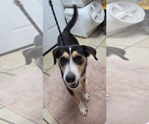 Beagle-Unknown Mix Dogs for adoption in El Centro, CA, USA