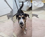 Small Beagle Mix