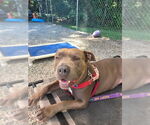 Small #56 American Staffordshire Terrier