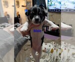 Small Chihuahua