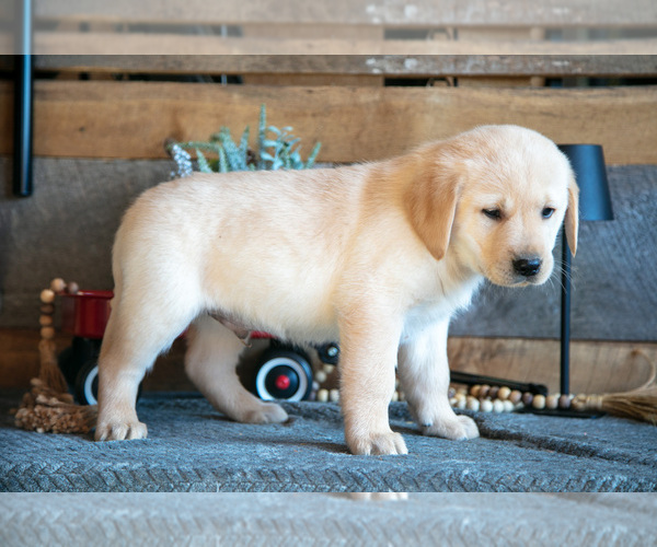 Medium Photo #19 Golden Labrador Puppy For Sale in GOSHEN, IN, USA