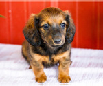 Small #9 Dachshund
