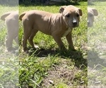 Small #3 American Bully