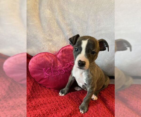 Medium Photo #1 Mutt Puppy For Sale in Plainfield, IL, USA