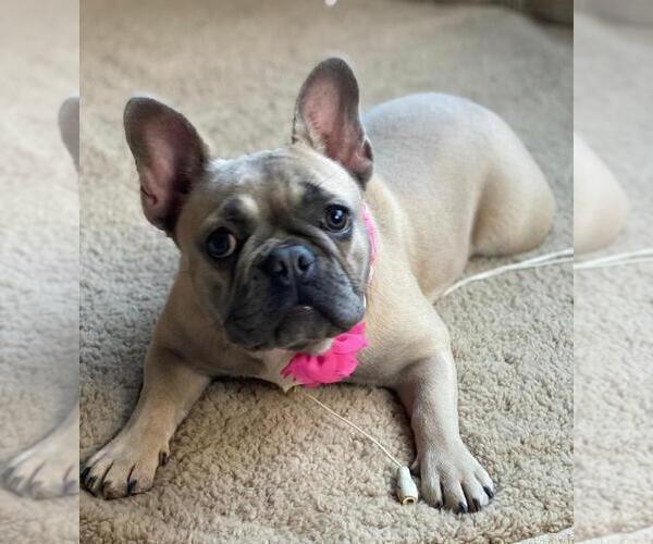 Medium Photo #2 French Bulldog Puppy For Sale in SACRAMENTO, CA, USA