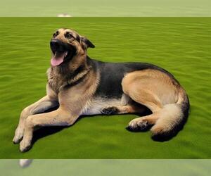 German Shepherd Dog Dogs for adoption in Downey, CA, USA