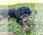 Puppy Puppy 1 Bernedoodle