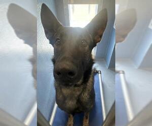 German Shepherd Dog-Unknown Mix Dogs for adoption in Downey, CA, USA
