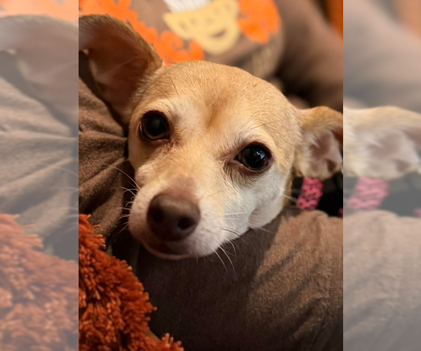 Medium Photo #1 Chihuahua-Unknown Mix Puppy For Sale in Cranston, RI, USA