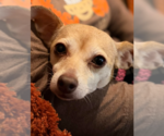 Small Chihuahua Mix