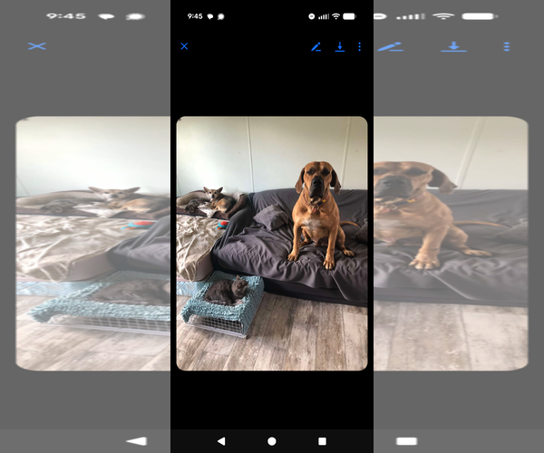 Medium Photo #9 Brazilian Mastiff Puppy For Sale in Jasper, AL, USA