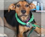 Small #5 Labrador Retriever Mix