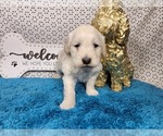 Small #8 Goldendoodle mix (+ Poodle Toy)