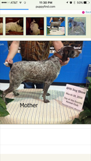 Mother of the German Shorthaired Pointer puppies born on 12/25/2016