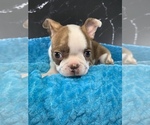 Small #5 Boston Terrier