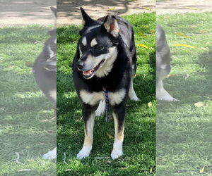 Clover - Female Shiba Inu-Siberian Husky Mix Dog for Adoption - Photo #4