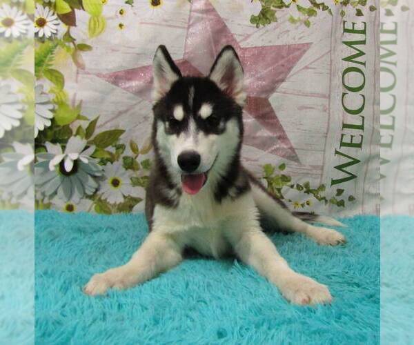 Medium Photo #1 Siberian Husky Puppy For Sale in NEW HAVEN, IN, USA