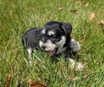 Small #8 Schnauzer (Miniature)