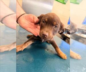 Labrador Retriever-Unknown Mix Dogs for adoption in Mobile, AL, USA